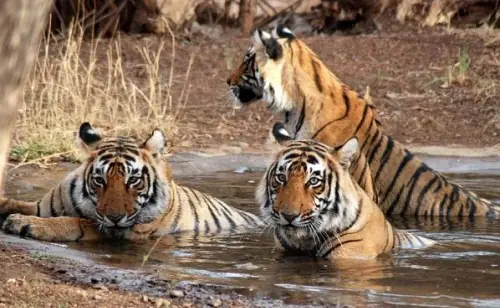 Den of Tigers - Jim Corbett National Park
